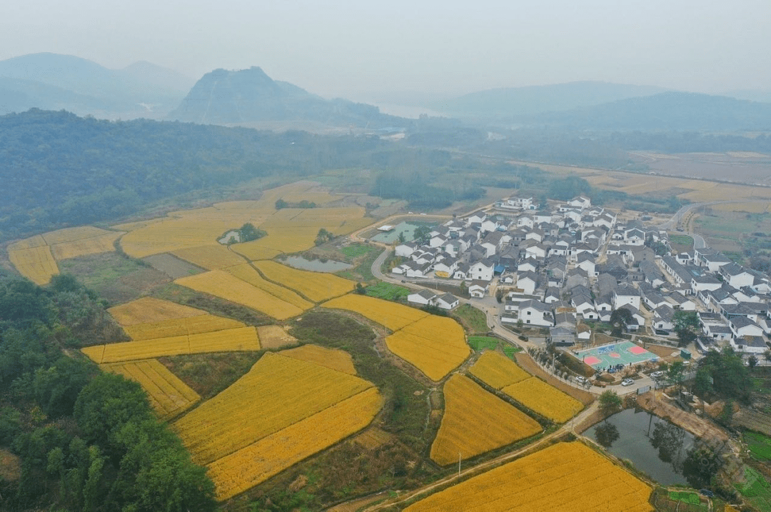 句容市下蜀茶场绿色发展繁荣景象的最新报道