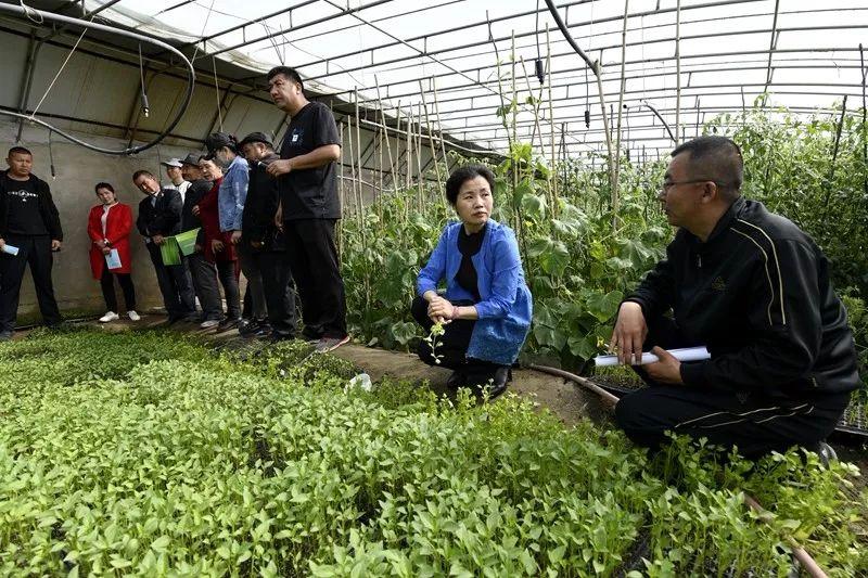 罗布镇未来繁荣蓝图，最新发展规划揭秘