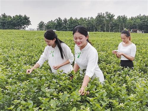 百利村重塑乡村新面貌，引领未来繁荣发展规划揭晓