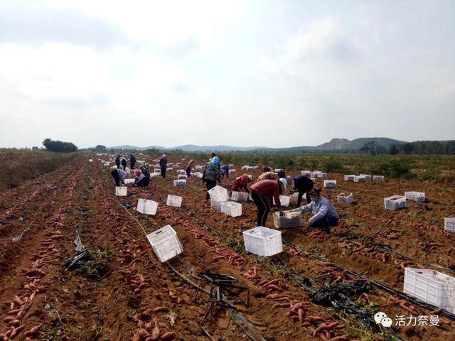 土沟村民委员会最新项目启动，振兴乡村，共筑美好未来