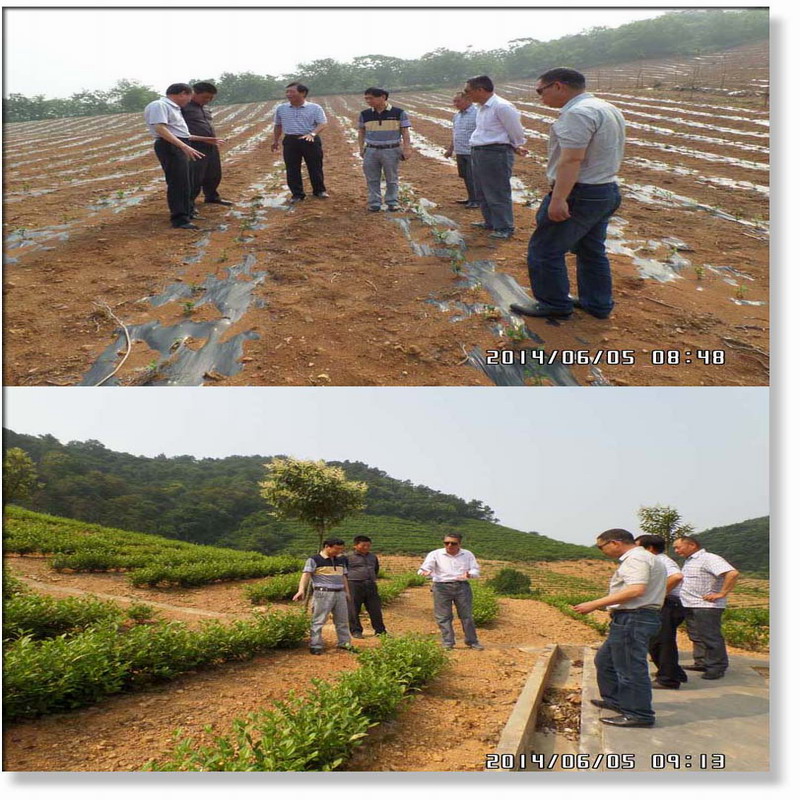 平山茶场新领导引领未来繁荣之路