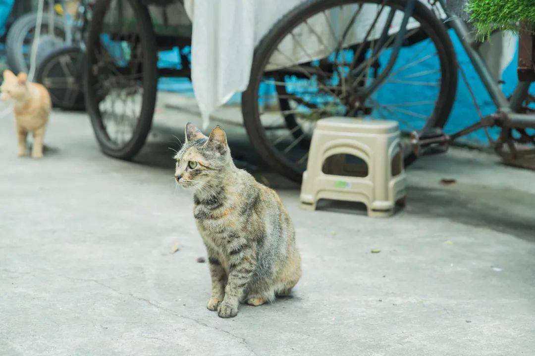 科技路街道办事处最新天气预报