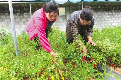 洞嘎村新项目，乡村发展典范引领之路